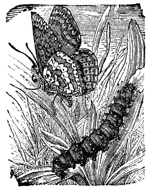 格兰维尔贝母蝴蝶、昆虫和毛虫(Melitaea Cinxia) - 19世纪